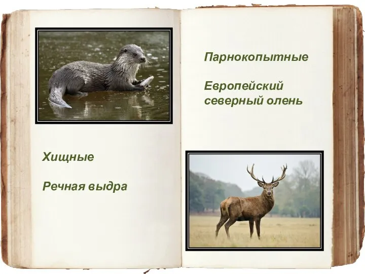 Хищные Речная выдра Парнокопытные Европейский северный олень