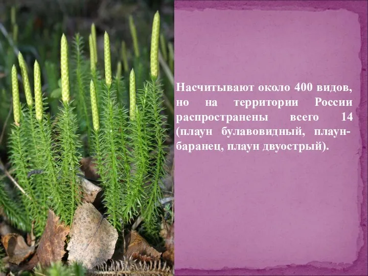 Насчитывают около 400 видов, но на территории России распространены всего 14 (плаун булавовидный, плаун-баранец, плаун двуострый).