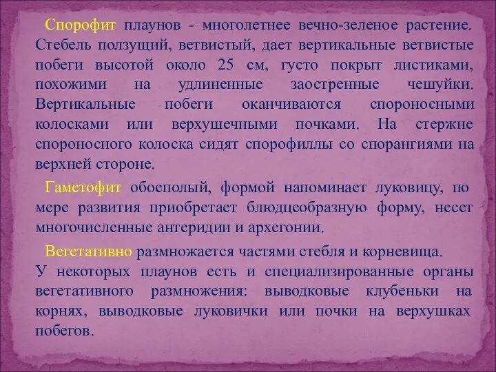 Спорофит плаунов - многолетнее вечно-зеленое растение. Стебель ползущий, ветвистый, дает вертикальные ветвистые