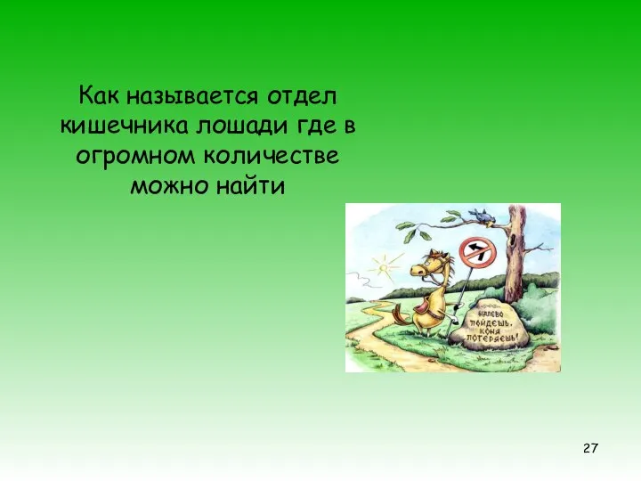 Как называется отдел кишечника лошади где в огромном количестве можно найти