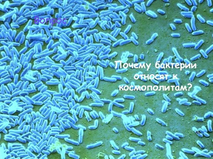 Почему бактерии относят к космополитам? Вопрос