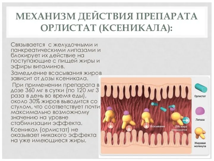 МЕХАНИЗМ ДЕЙСТВИЯ ПРЕПАРАТА ОРЛИСТАТ (КСЕНИКАЛА): Связывается с желудочными и панкреатическими липазами и