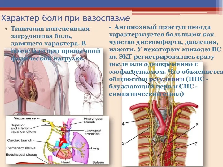 Характер боли при вазоспазме Типичная интенсивная загрудинная боль, давящего характера. В покое