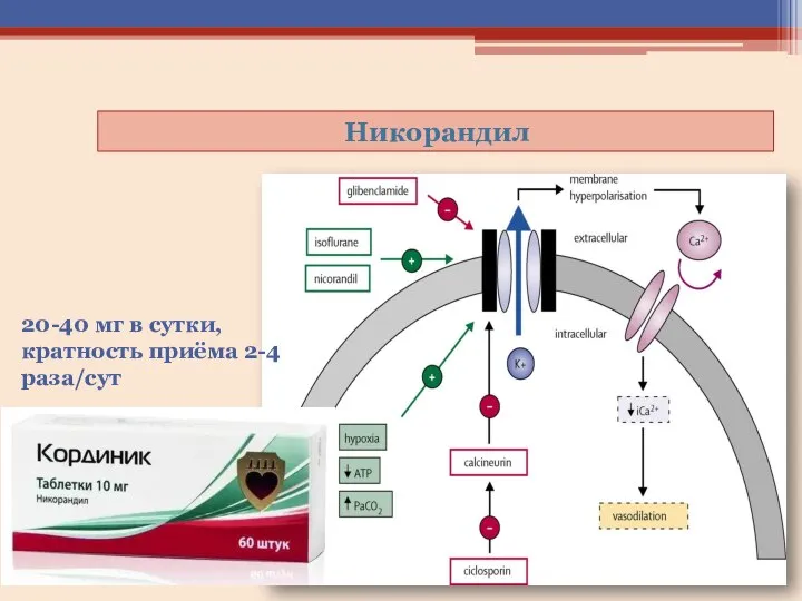 Никорандил 20-40 мг в сутки, кратность приёма 2-4 раза/сут