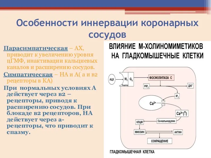 Особенности иннервации коронарных сосудов Парасимпатическая – АХ, приводит к увеличению уровня цГМФ,