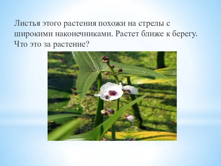 Листья этого растения похожи на стрелы с широкими наконечниками. Растет ближе к