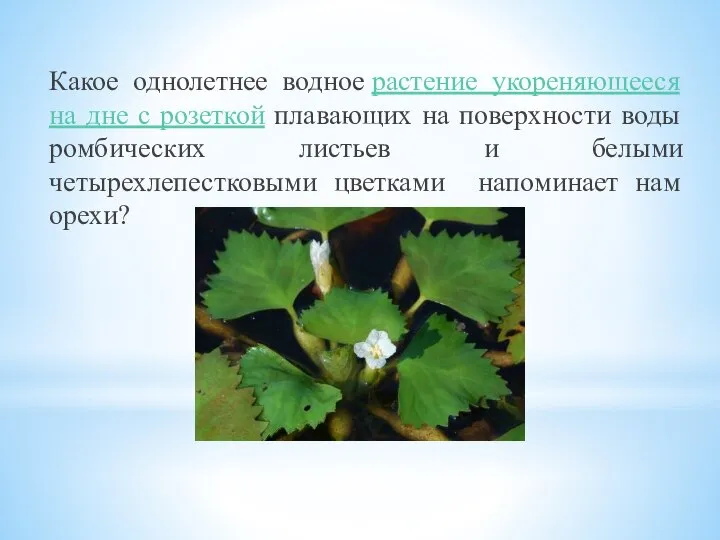 Какое однолетнее водное растение укореняющееся на дне с розеткой плавающих на поверхности