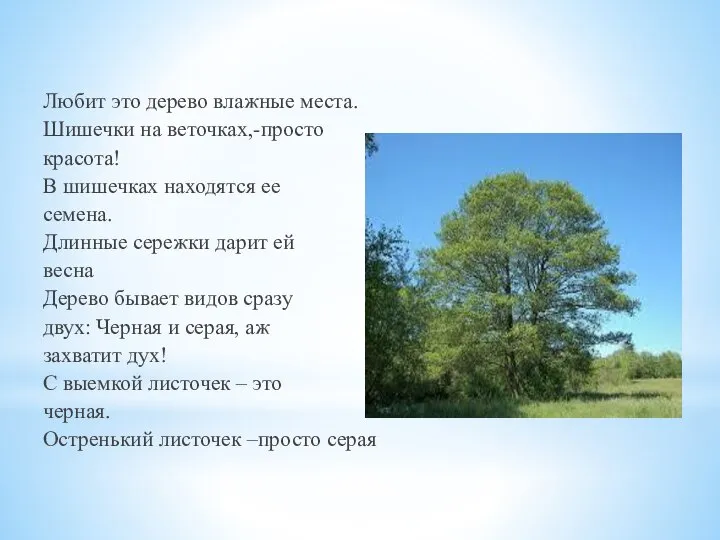 Любит это дерево влажные места. Шишечки на веточках,-просто красота! В шишечках находятся