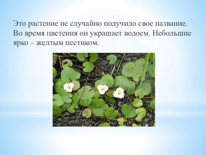 Это растение не случайно получило свое название. Во время цветения он украшает