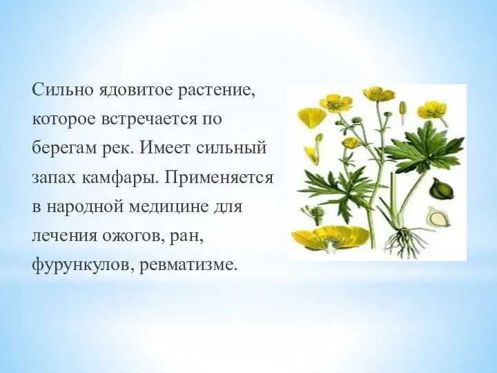 Сильно ядовитое растение, которое встречается по берегам рек. Имеет сильный запах камфары.