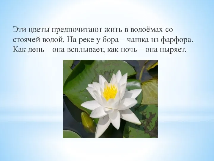 Эти цветы предпочитают жить в водоёмах со стоячей водой. На реке у