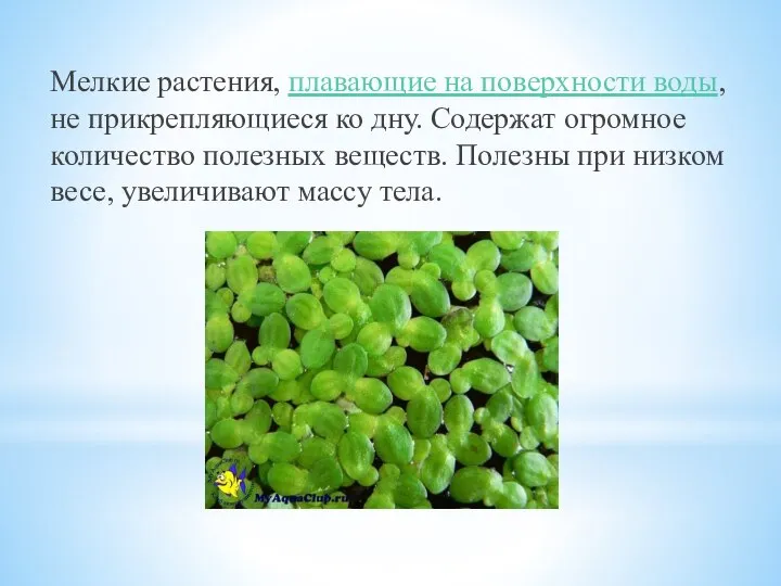 Мелкие растения, плавающие на поверхности воды, не прикрепляющиеся ко дну. Содержат огромное