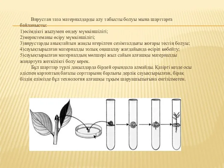 Вирустан таза материалдарды алу табысты болуы мына шарттарға байланысты: 1)өсімдікті жылумен өндеу