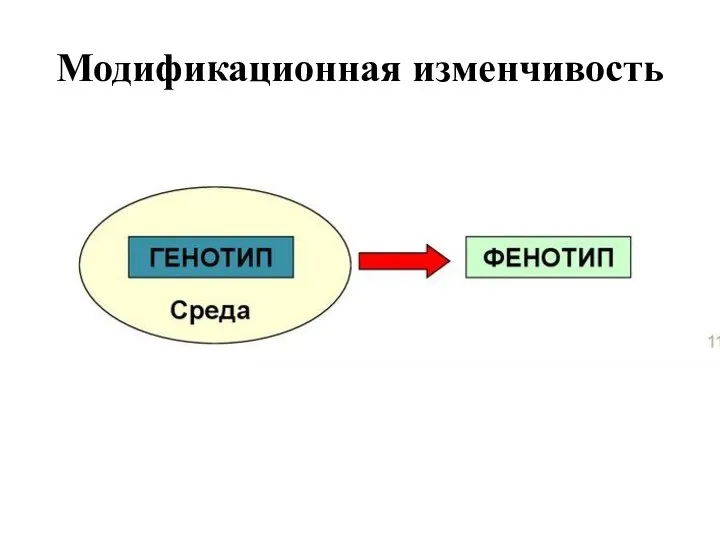 Модификационная изменчивость