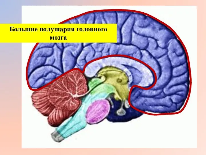Большие полушария головного мозга