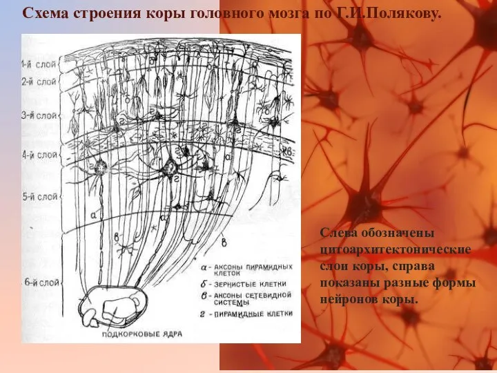 Слева обозначены цитоархитектонические слои коры, справа показаны разные формы нейронов коры. Схема