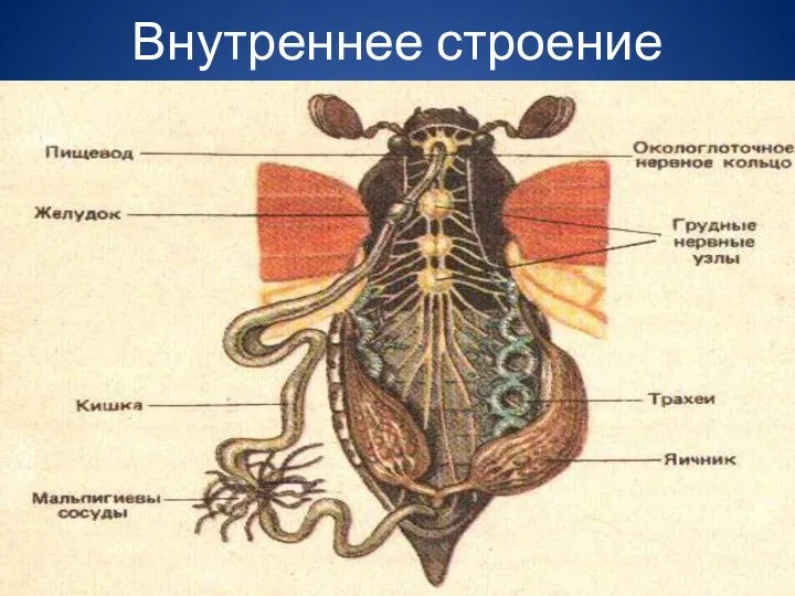 Внутреннее строение