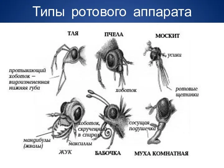 Типы ротового аппарата