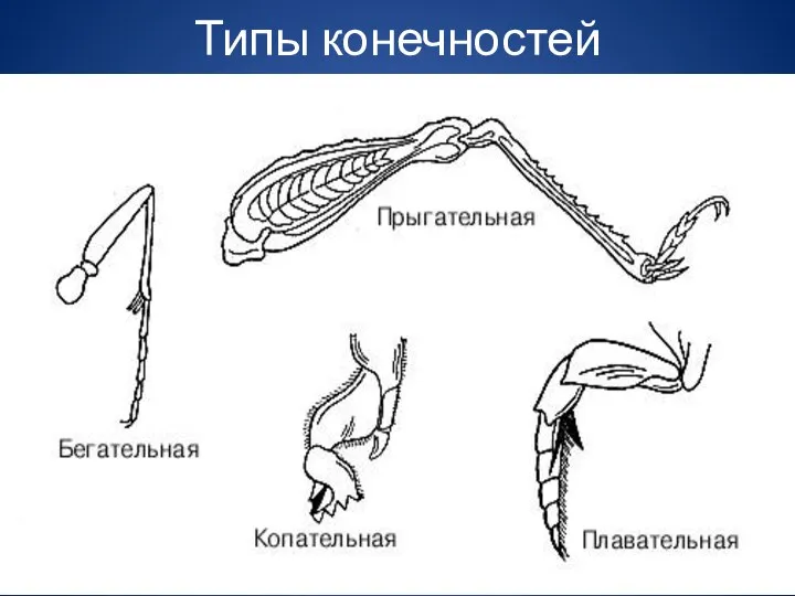 Типы конечностей