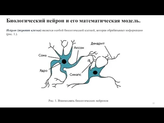 Биологический нейрон и его математическая модель. Нейрон (нервная клетка) является особой биологической