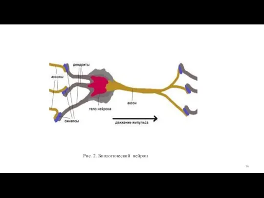 Рис. 2. Биологический нейрон