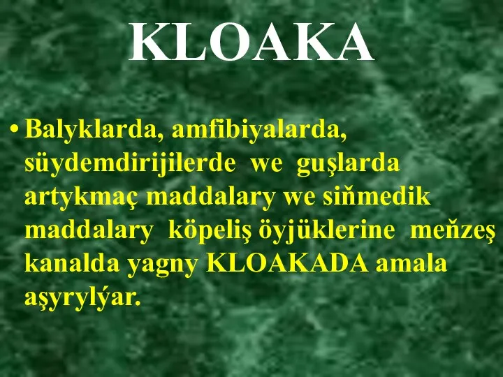 KLOAKA Balyklarda, amfibiyalarda, süydemdirijilerde we guşlarda artykmaç maddalary we siňmedik maddalary köpeliş