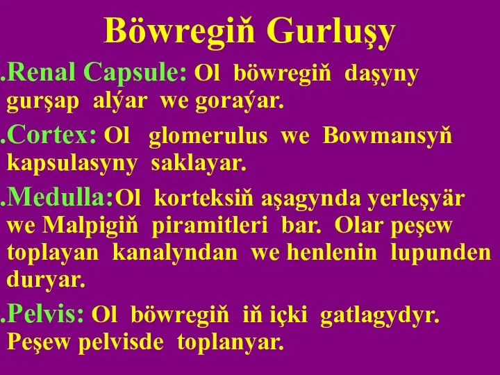 Böwregiň Gurluşy Renal Capsule: Ol böwregiň daşyny gurşap alýar we goraýar. Cortex: