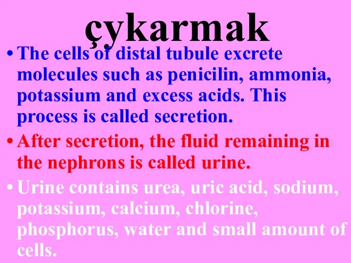 Bölüp çykarmak The cells of distal tubule excrete molecules such as penicilin,