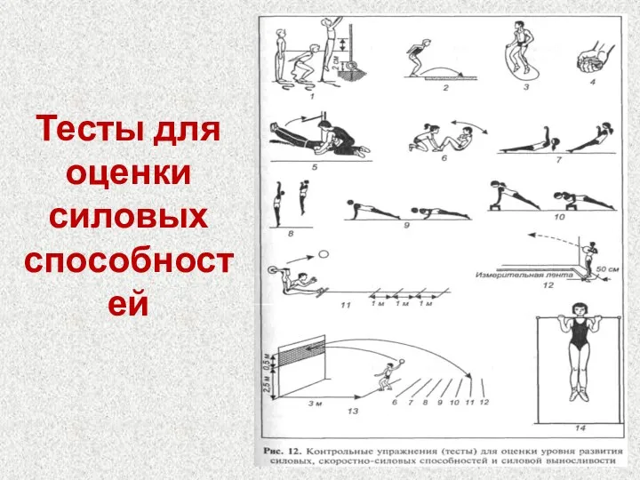 Тесты для оценки силовых способностей