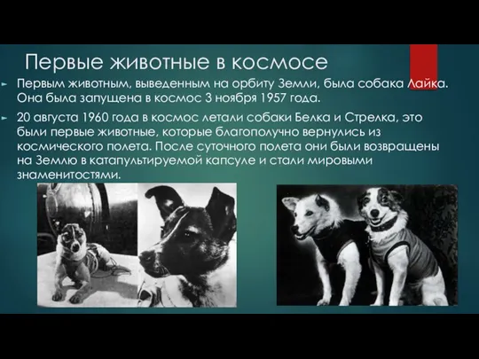 Первые животные в космосе Первым животным, выведенным на орбиту Земли, была собака