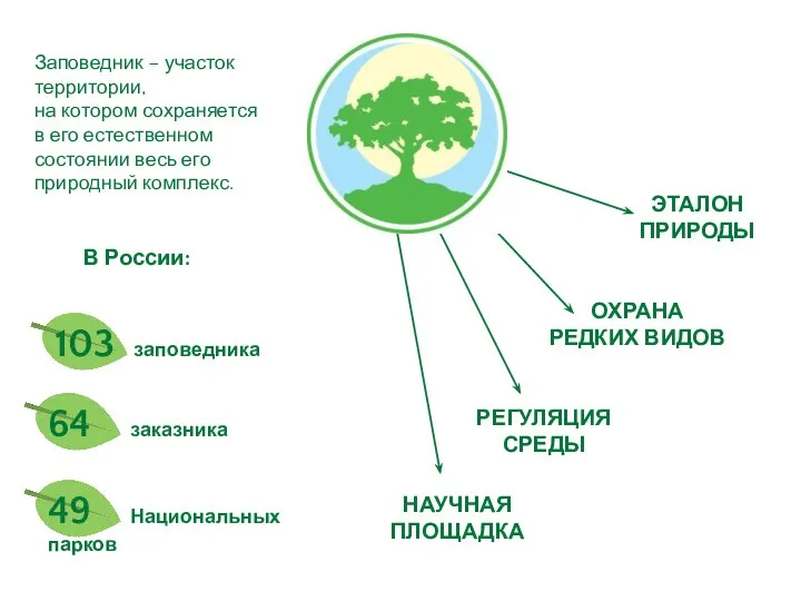 Заповедник – участок территории, на котором сохраняется в его естественном состоянии весь