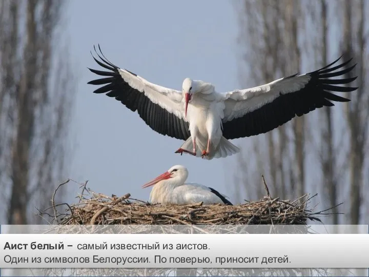 Аист белый - самый известный из аистов. Один из символов Белоруссии. По поверью, приносит детей.