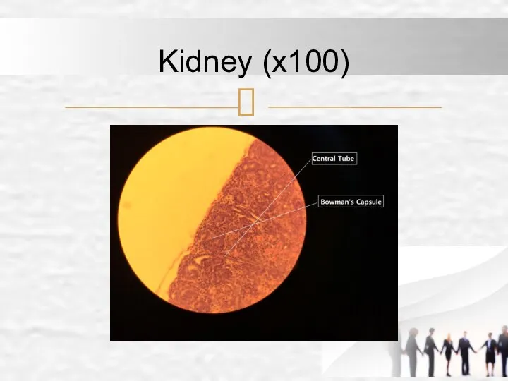 Kidney (x100)