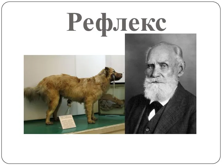 Рефлекс