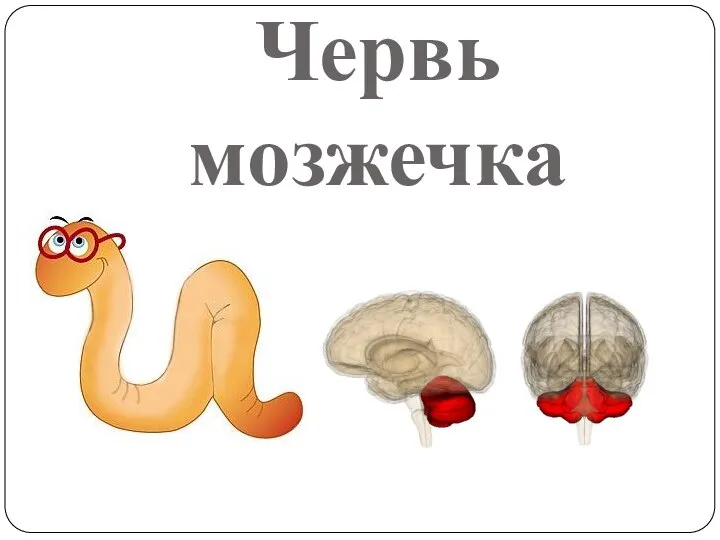 Червь мозжечка