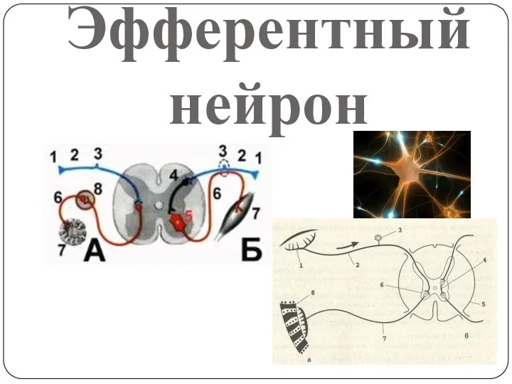 Эфферентный нейрон