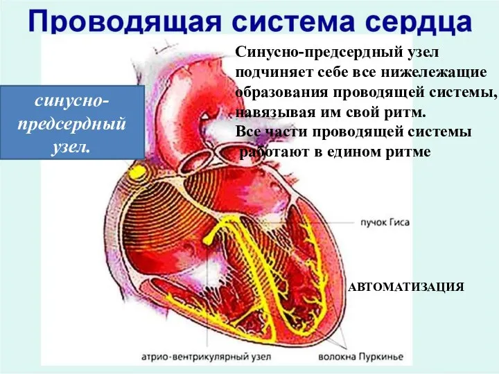 синусно-предсердный узел. Синусно-предсердный узел подчиняет себе все нижележащие образования проводящей системы, навязывая