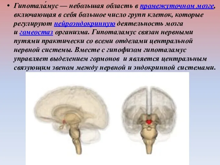 Гипотала́мус — небольшая область в промежуточном мозге, включающая в себя большое число