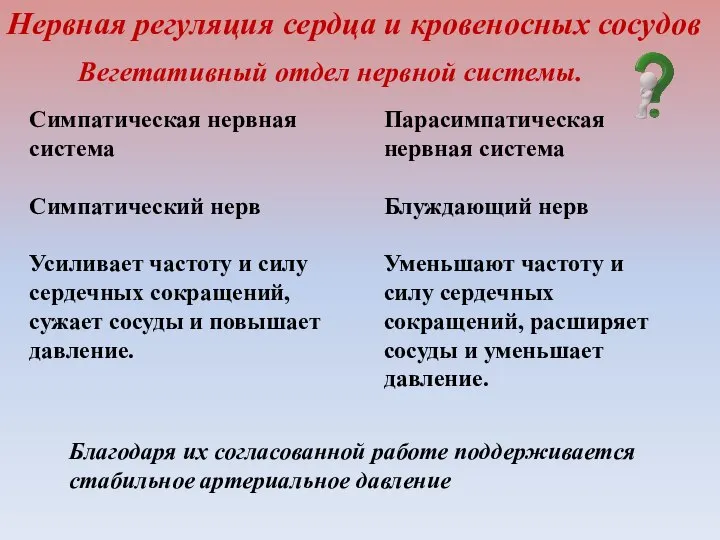 Нервная регуляция сердца и кровеносных сосудов Симпатическая нервная система Симпатический нерв Усиливает