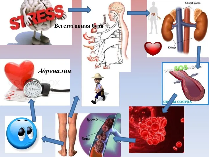 Вегетативная буря Адреналин