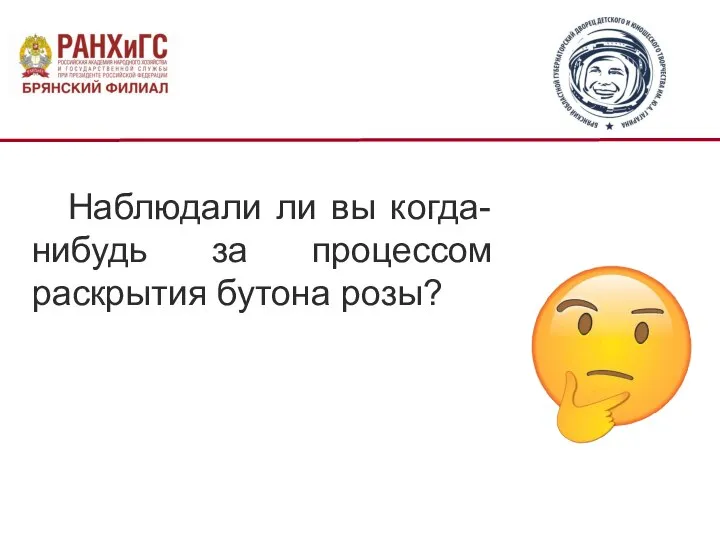 Наблюдали ли вы когда-нибудь за процессом раскрытия бутона розы?