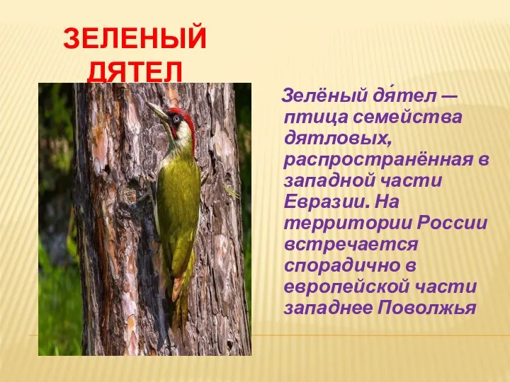 ЗЕЛЕНЫЙ ДЯТЕЛ Зелёный дя́тел — птица семейства дятловых, распространённая в западной части