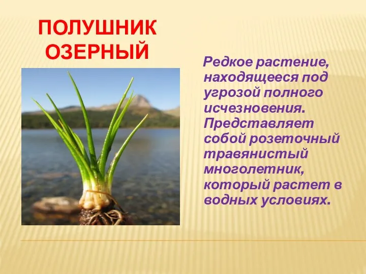 ПОЛУШНИК ОЗЕРНЫЙ Редкое растение, находящееся под угрозой полного исчезновения. Представляет собой розеточный