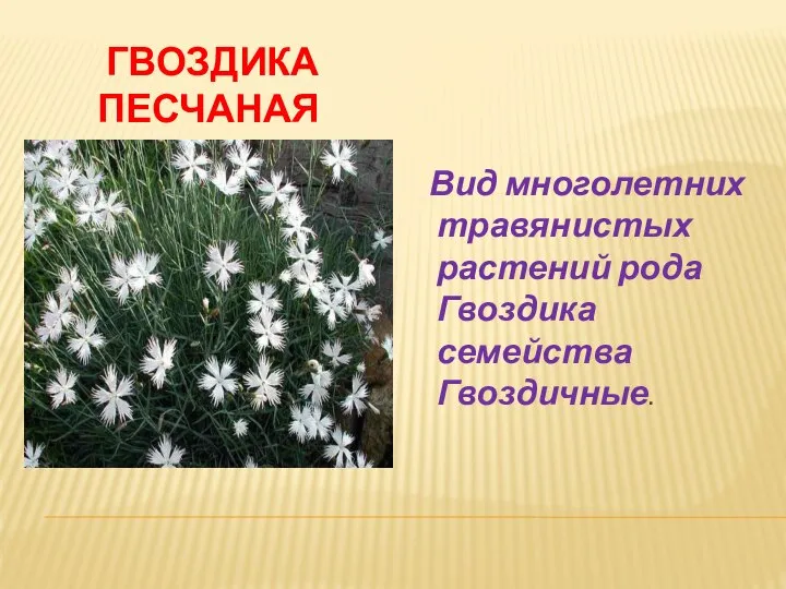 ГВОЗДИКА ПЕСЧАНАЯ Вид многолетних травянистых растений рода Гвоздика семейства Гвоздичные.