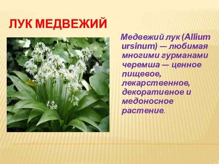 ЛУК МЕДВЕЖИЙ Медвежий лук (Allium ursinum) — любимая многими гурманами черемша —