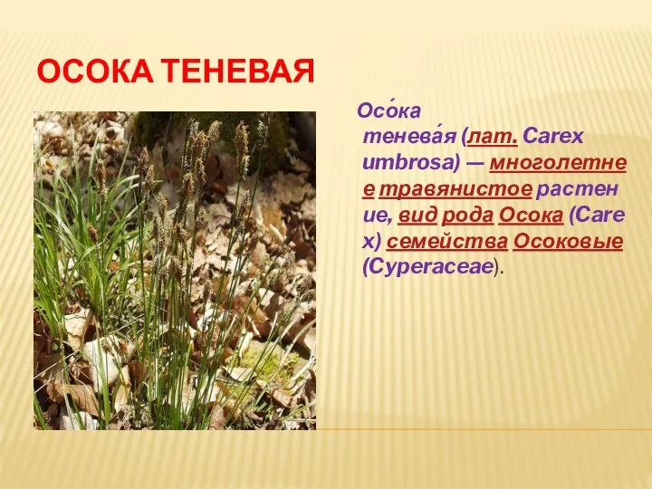 ОСОКА ТЕНЕВАЯ Осо́ка тенева́я (лат. Carex umbrosa) — многолетнее травянистое растение, вид