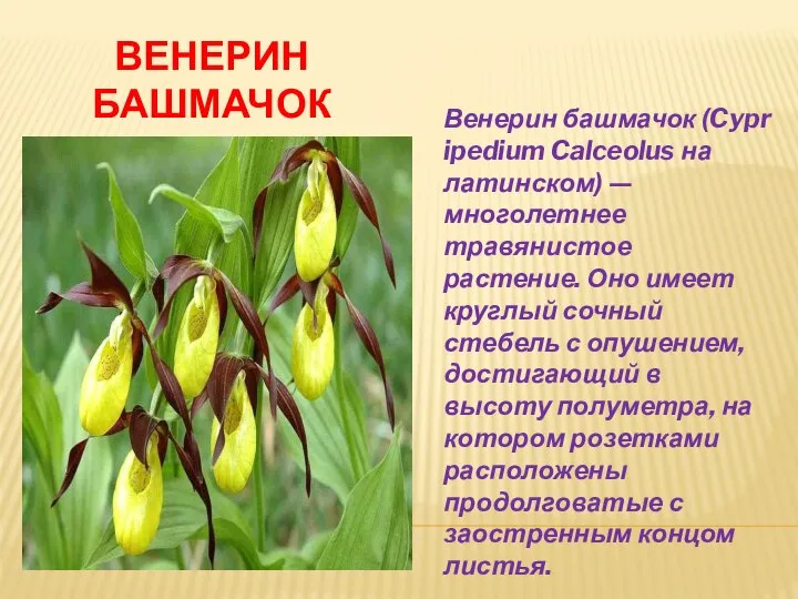 ВЕНЕРИН БАШМАЧОК Венерин башмачок (Cypripedium Calceolus на латинском) — многолетнее травянистое растение.