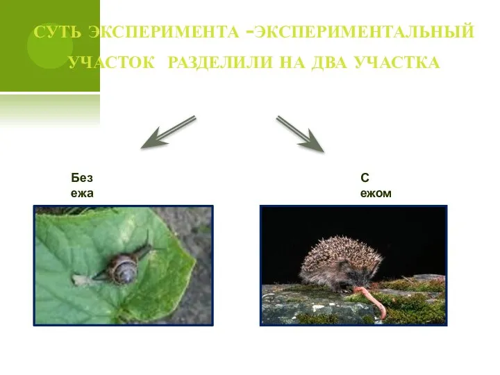 суть эксперимента -экспериментальный участок разделили на два участка Без ежа С ежом