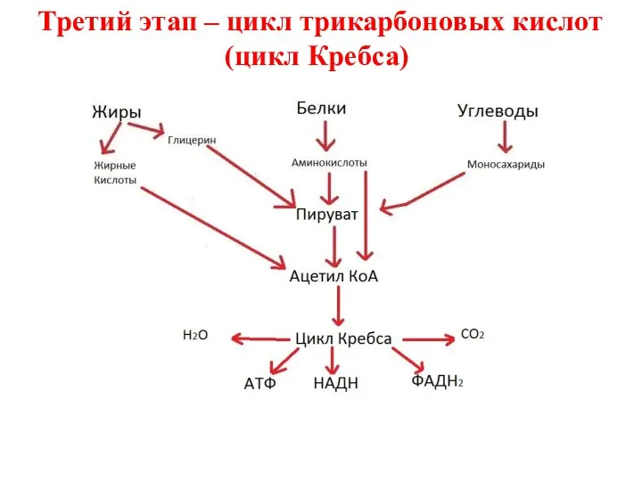 Третий этап – цикл трикарбоновых кислот (цикл Кребса)
