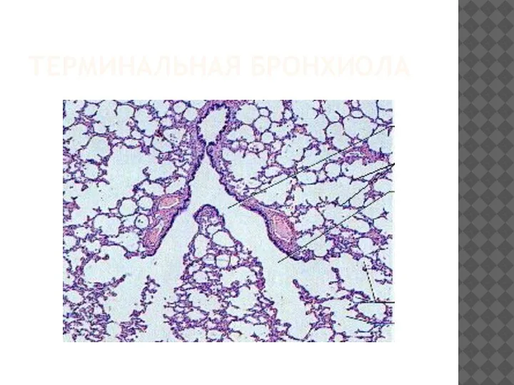 ТЕРМИНАЛЬНАЯ БРОНХИОЛА